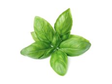 Herbes aromatiques