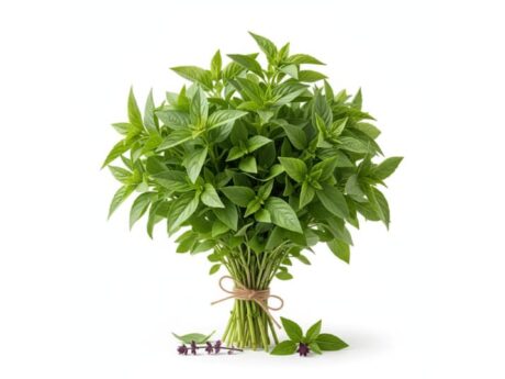 Basilic marocain frais