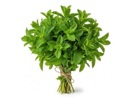 Menthe fraîche du Maroc